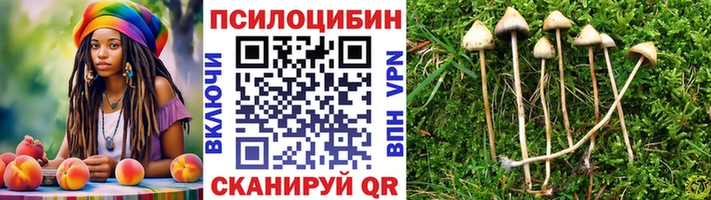 Псилоцибиновые грибы Psilocybe  Купить где  Буинск 